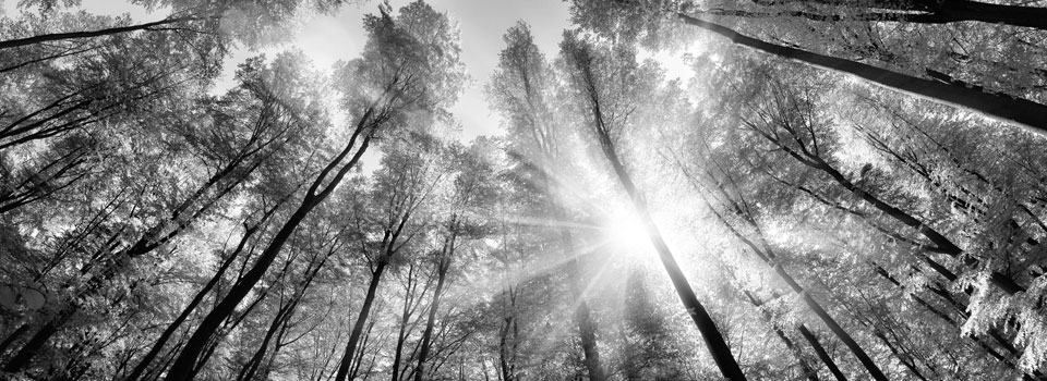 Sunlight through trees